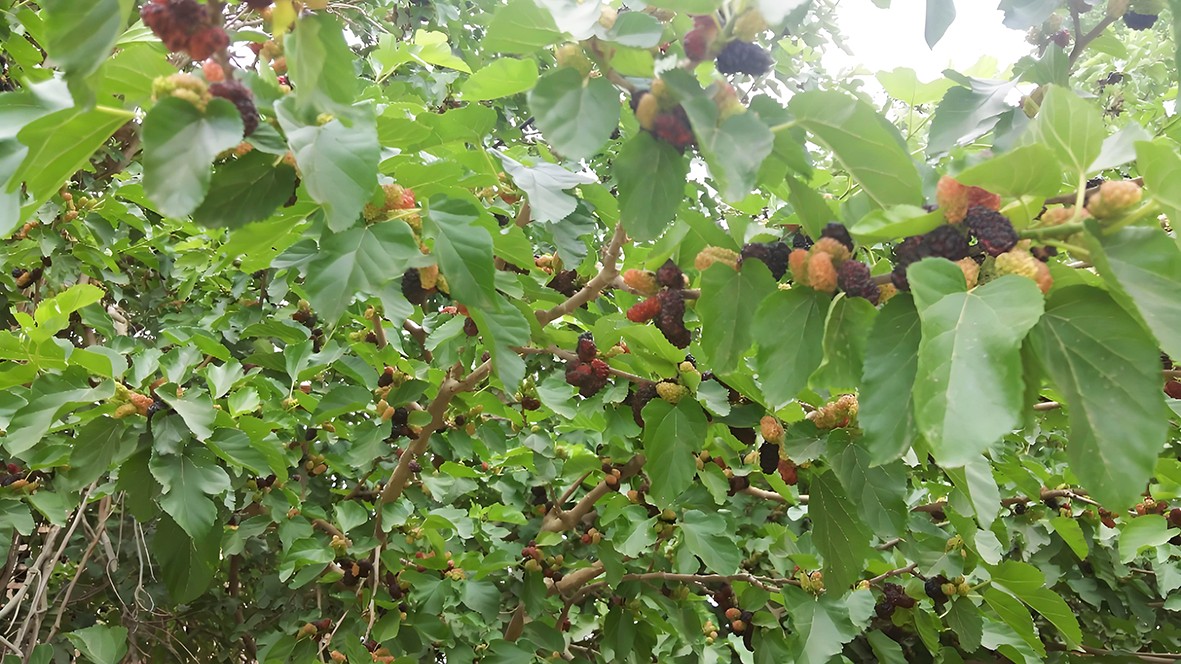 1750667398884012.jpg 1750667398884012.jpg